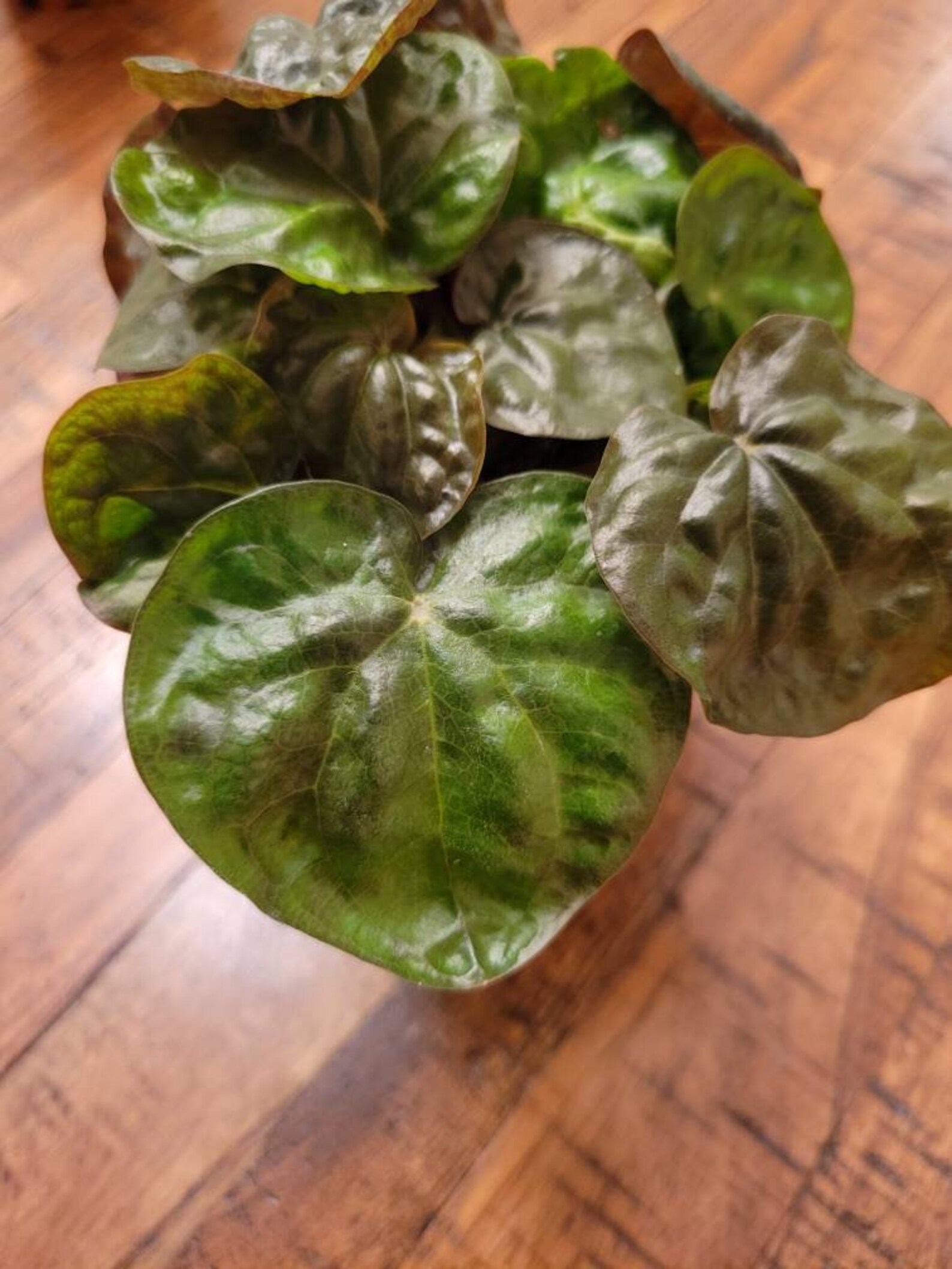 peperomia midnight wave peperomia midnight wave
