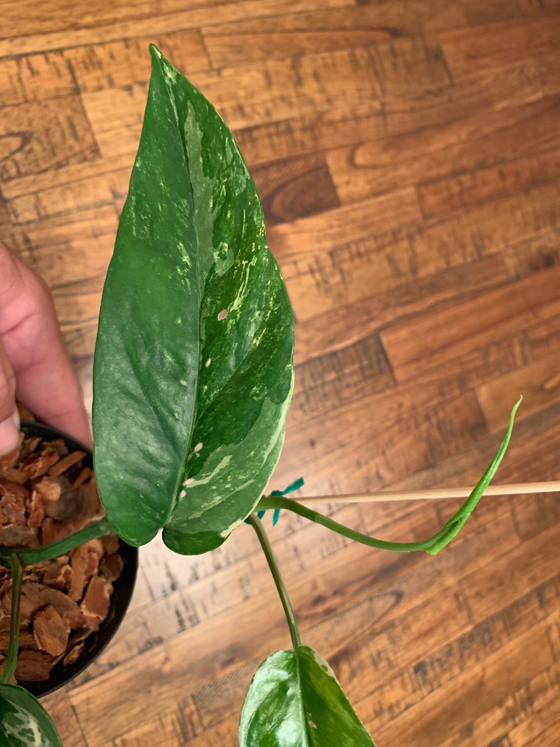 US Seller RARE Variegated Cebu Blue Pothos 4 live pictured Etsy
