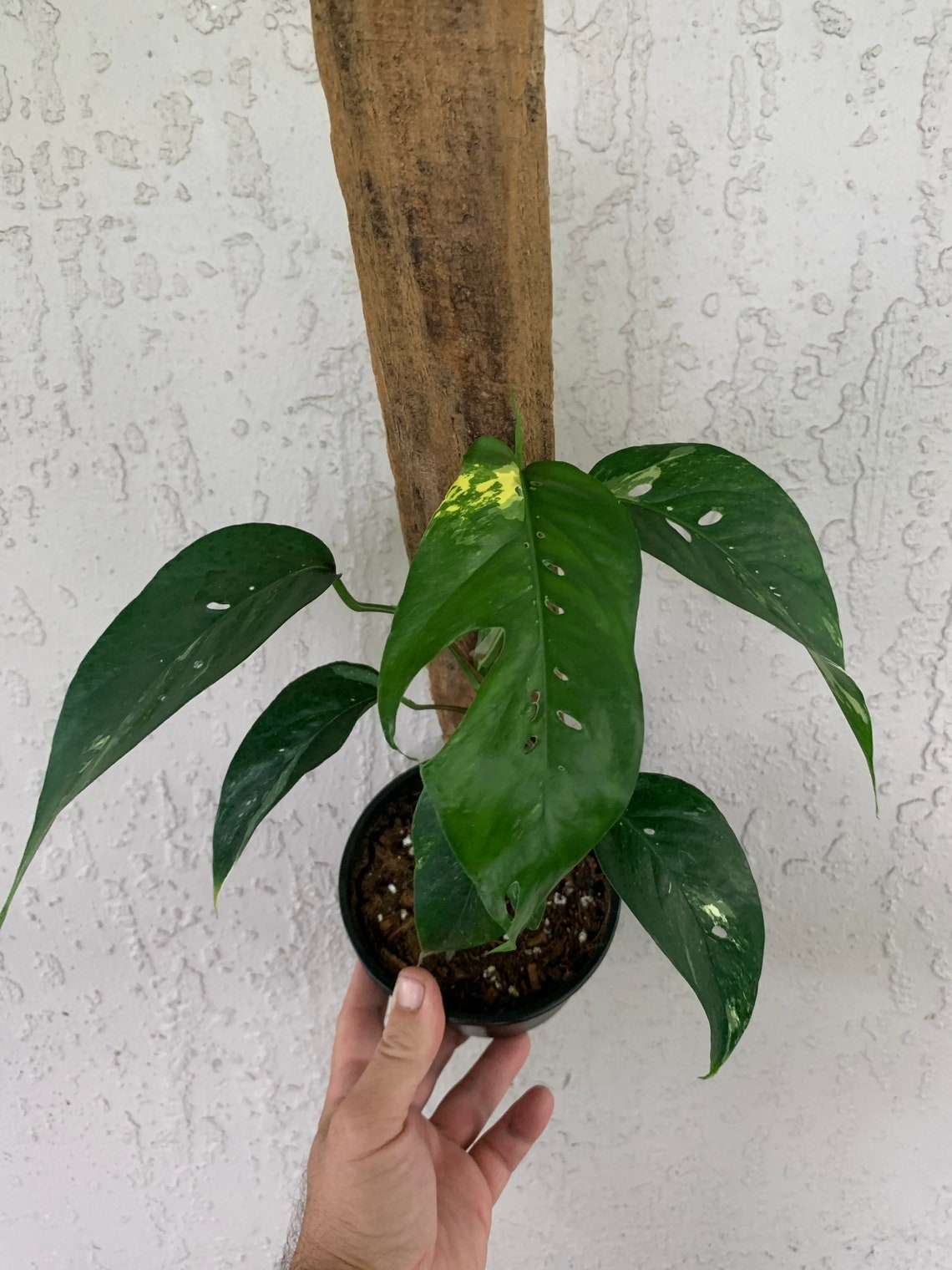 Vendeur américain RARE Variegated Cebu Blue Pothos 4 Etsy