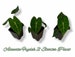 Alocasia Frydek 2” quality starter plant. Well rooted. Grow your own ! Cutest ever 