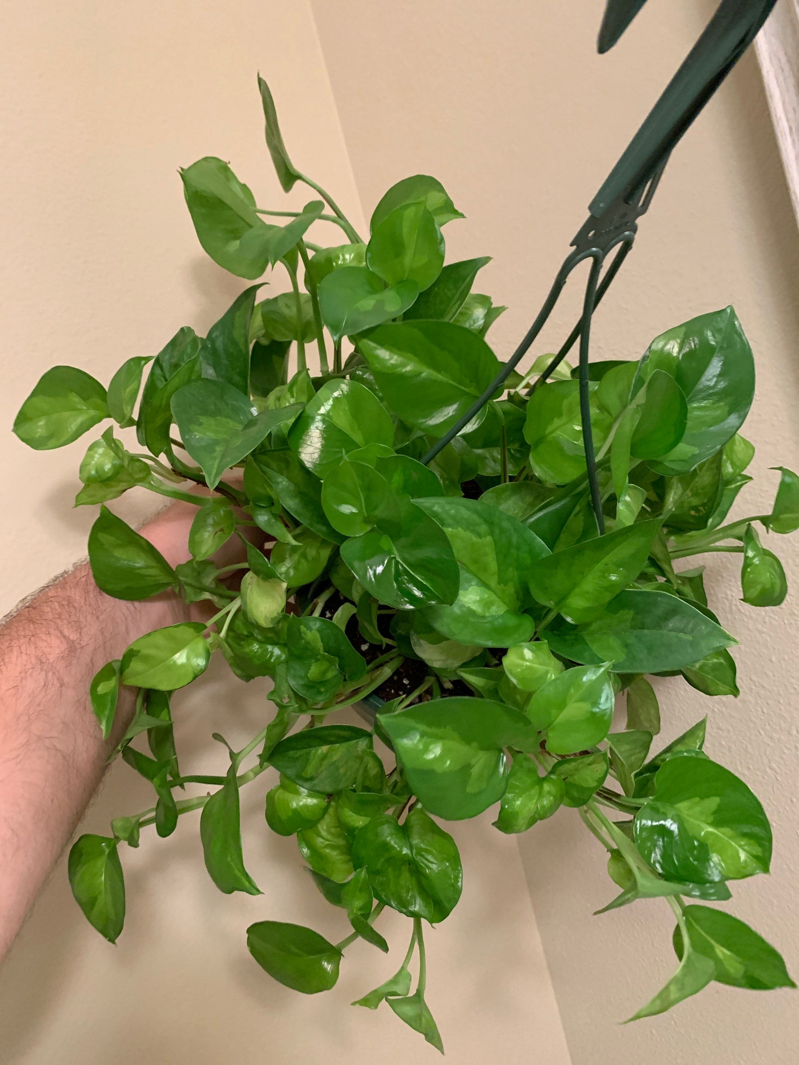 Global Green Pothos Epipremnum Aureum 8 FULL hanging Etsy