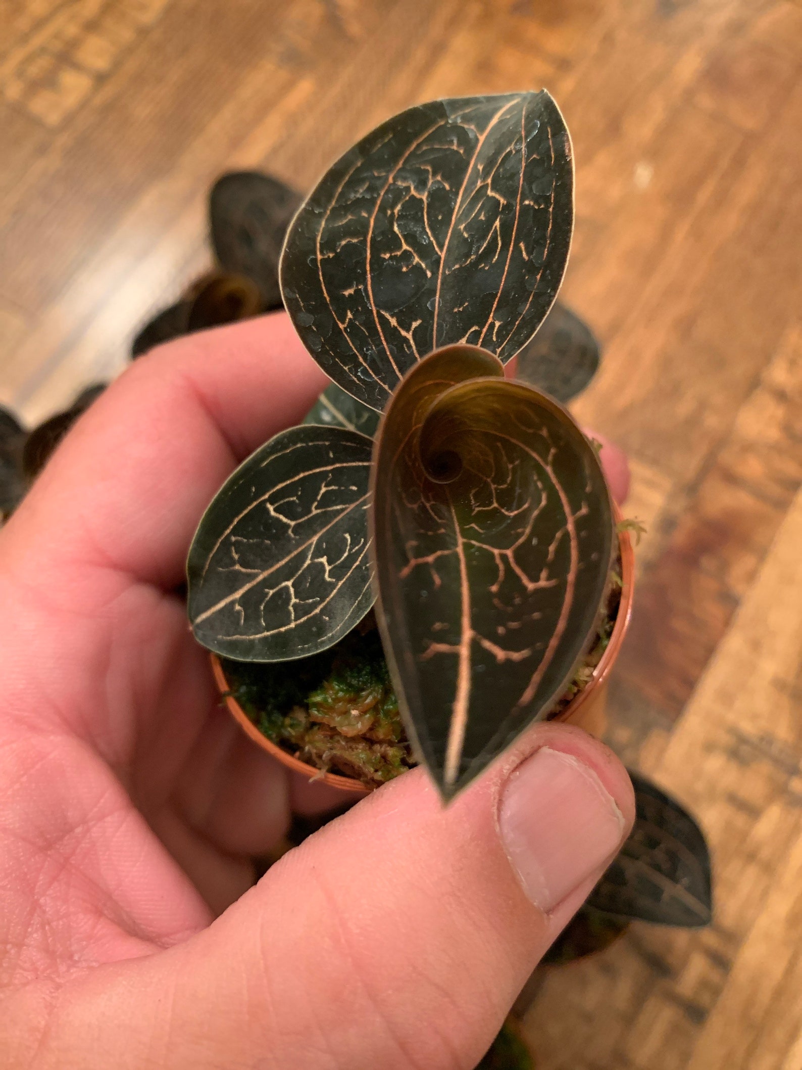RARE Jewel Orchid Anoectochilus Chapaensis 2 pictured Etsy