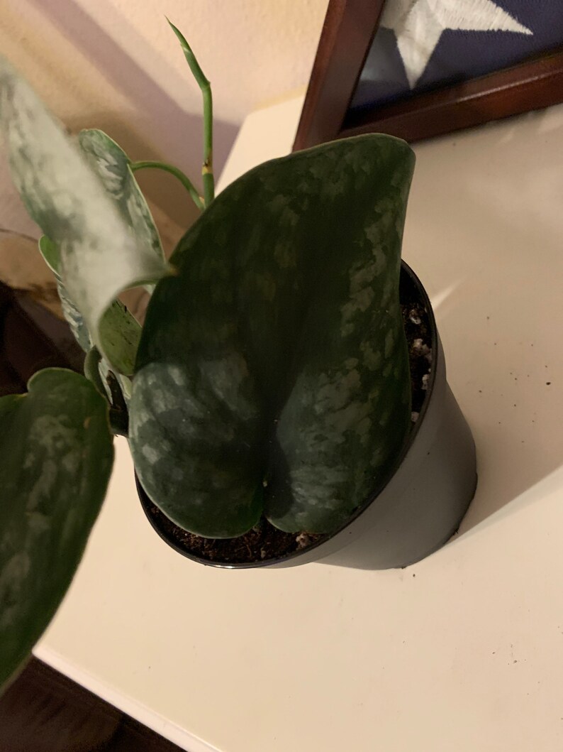 RARE Scindapsus Pictus Exotica 4 pot. Large firm healthy ...