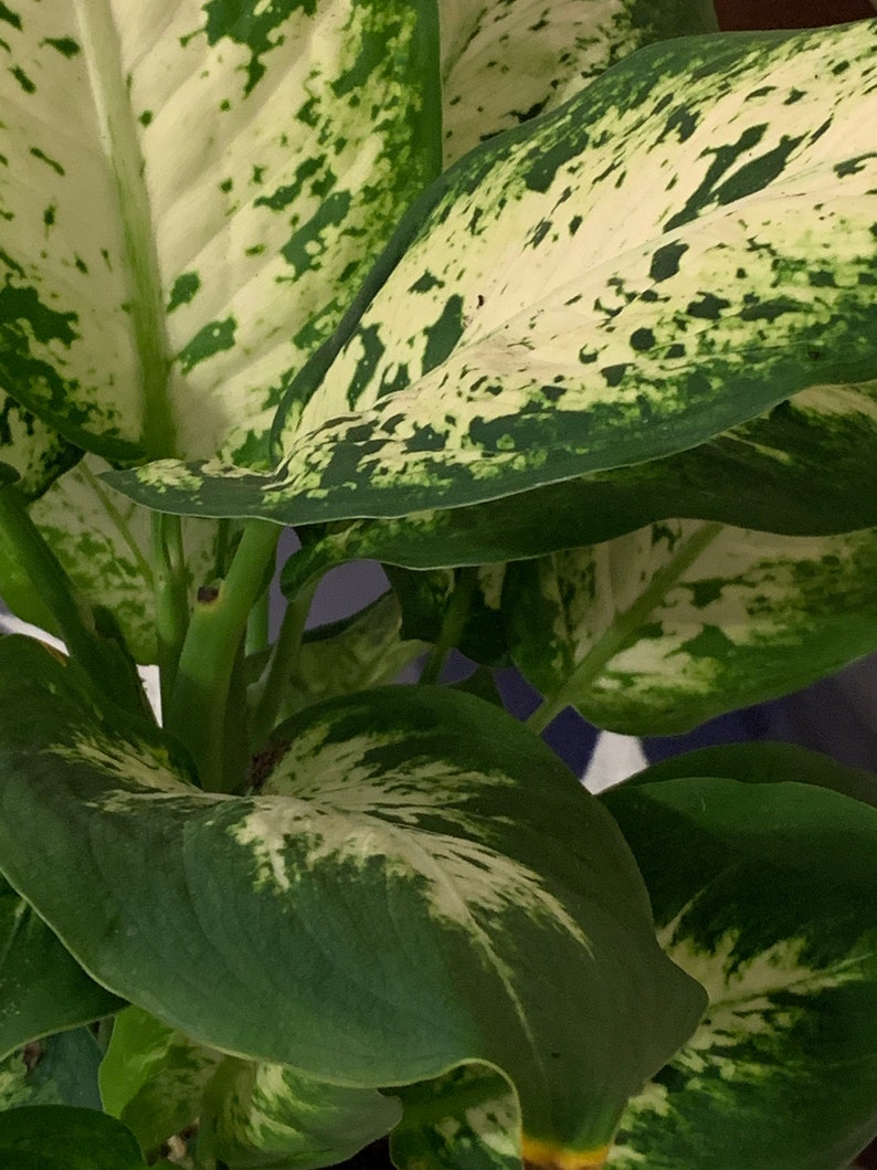 Dieffenbachia Maculata Large Live Plant. Shipped in 6 plastic Etsy