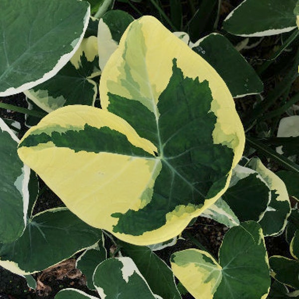 Large Variegated Alocasia Mickey Mouse Taro Bulb Xanthosoma Sagittifolium Xanthosoma Albo Marginata Variegatum Monstrosum