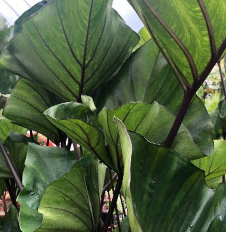 Coffee Tea Cup Elephant Ear Colocasia Esculenta Bulb Etsy