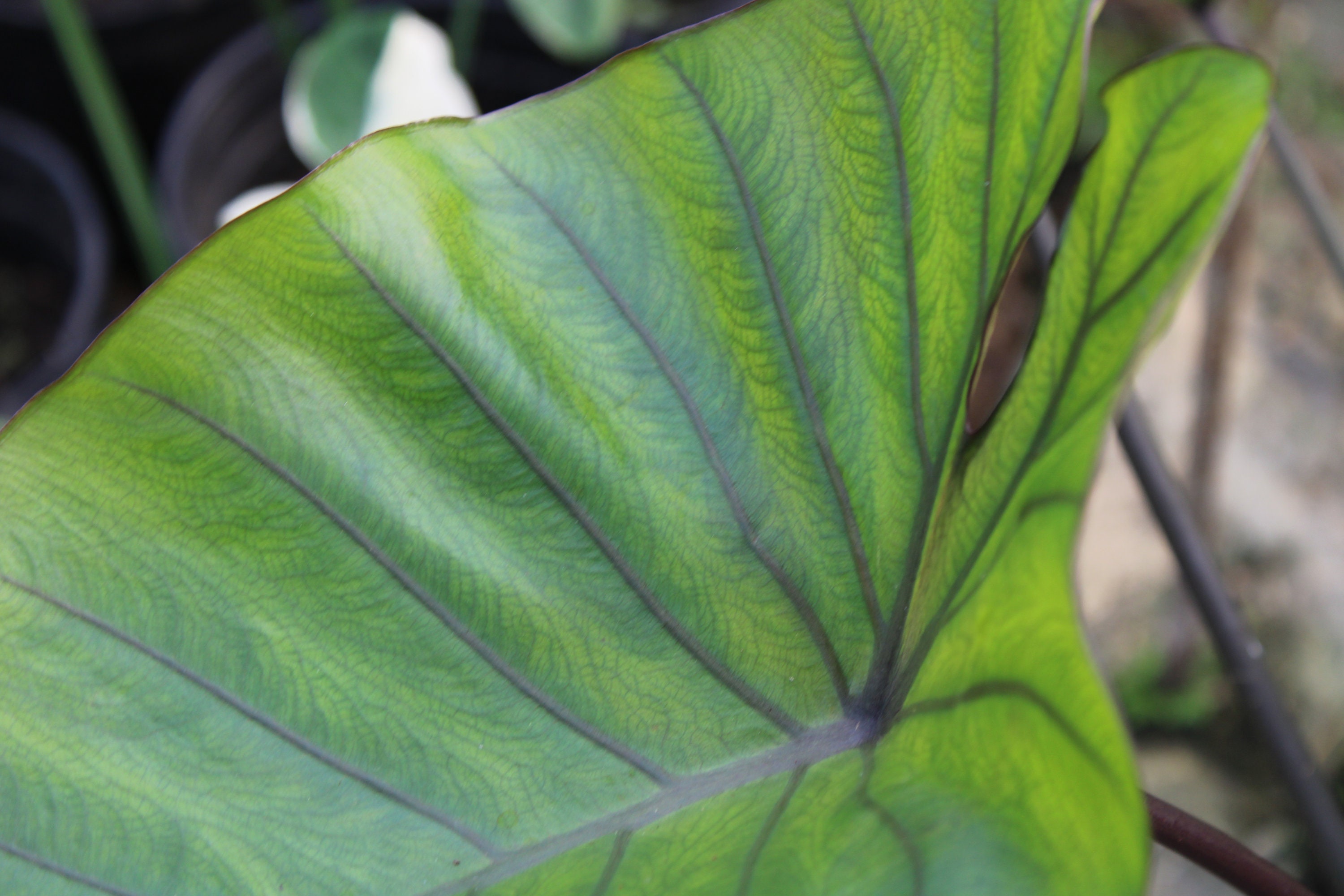 Coffee Tea Cup Elephant Ear Colocasia Esculenta Bulb Etsy Canada