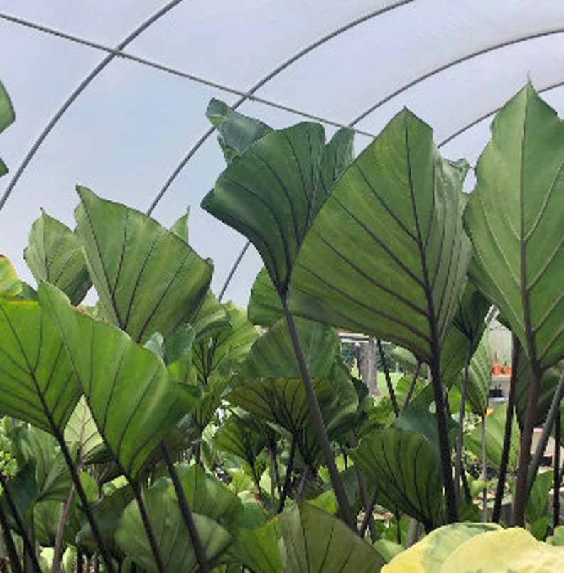 Coffee Tea Cup Elephant Ear Colocasia Esculenta Bulb Etsy