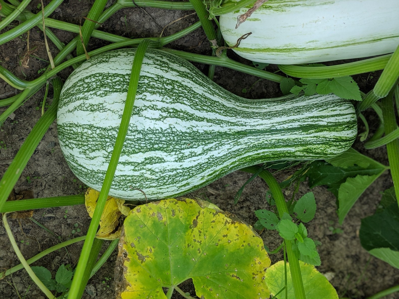 Green Striped Cushaw Squash Heirloom Seed Etsy