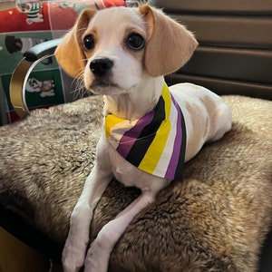 May include: A small, white and tan dog wearing a purple, yellow, black, and white bandana. The dog is sitting on a brown furry surface.