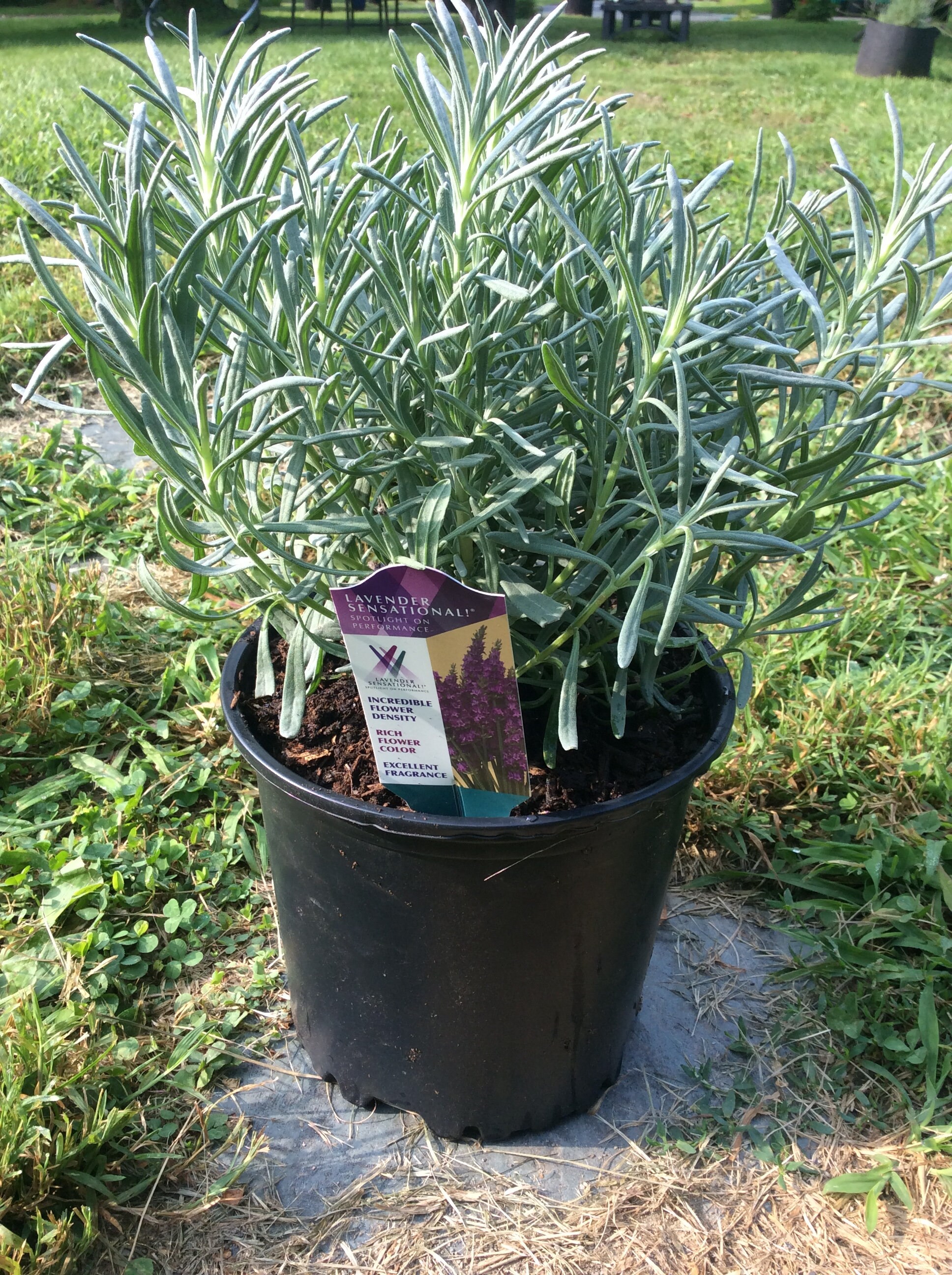 Lavender Sensational Live Herb Plant USPP31786 Tesseract Etsy