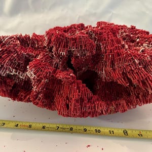 May include: A large, red coral sculpture with a textured, organic shape. The coral is approximately 15 inches wide.