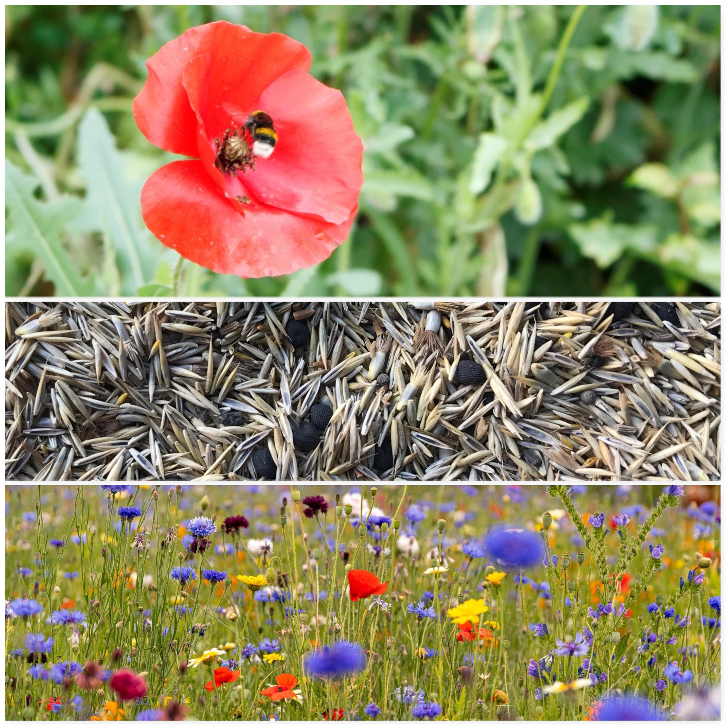 British Wildflower Seeds UK Meadow Mix Gardening Save the Bees Etsy