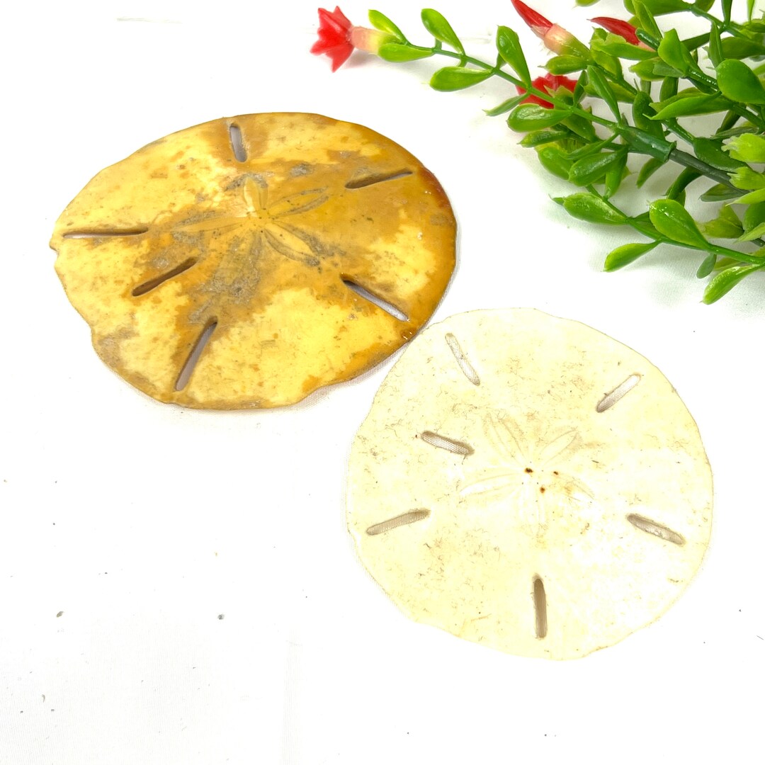 Vintage Pair of Sand Dollars Yellow Sand Dollar White Sand Dollar