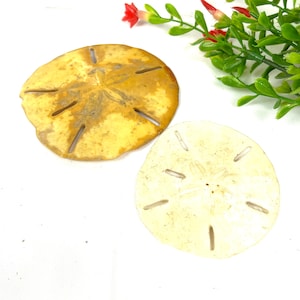 Vintage Pair of Sand Dollars Yellow Sand Dollar - White Sand Dollar  Coastal Decor - My40YearCollection