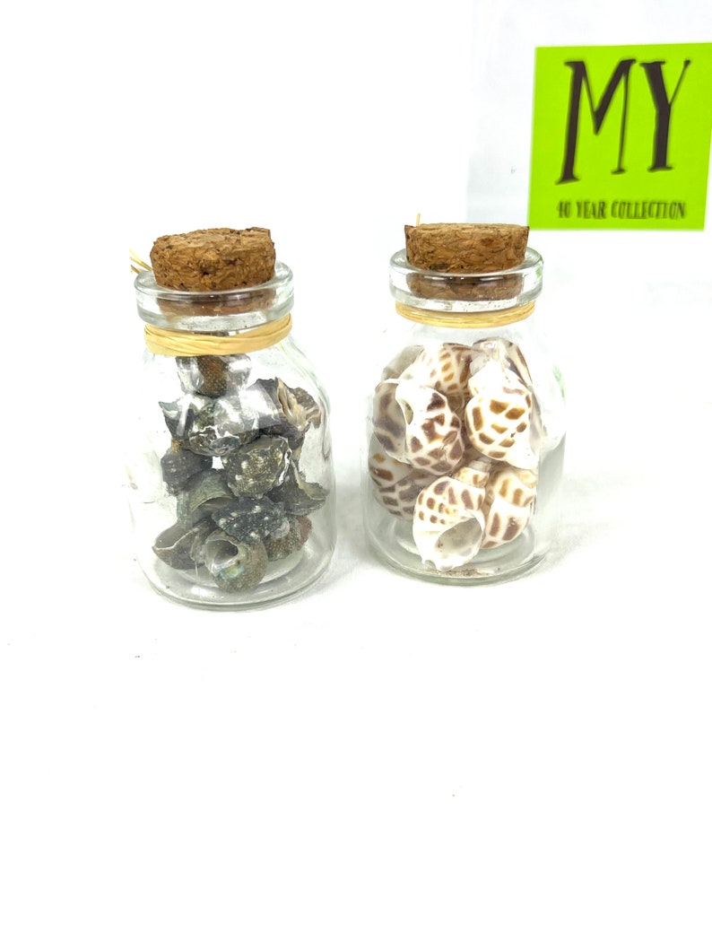 May include: Two small glass jars with cork lids, filled with seashells. The jar on the left contains small, dark brown seashells. The jar on the right contains larger, white and brown seashells.