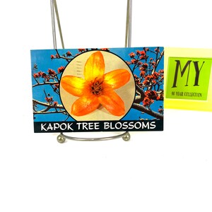 Carte postale vintage - Kapok Tree Blossom - Auberge - Clearwater en Floride - Timbre Washigton 5 cents posté en 1971 - My40YearCollection