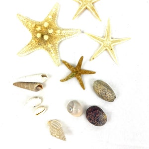 Vintage Assortment of Sealife - Seashells and Starfish - Atlantic Ocean Sea Shells - Photo Prop - Coastal Decor - My40YearCollection