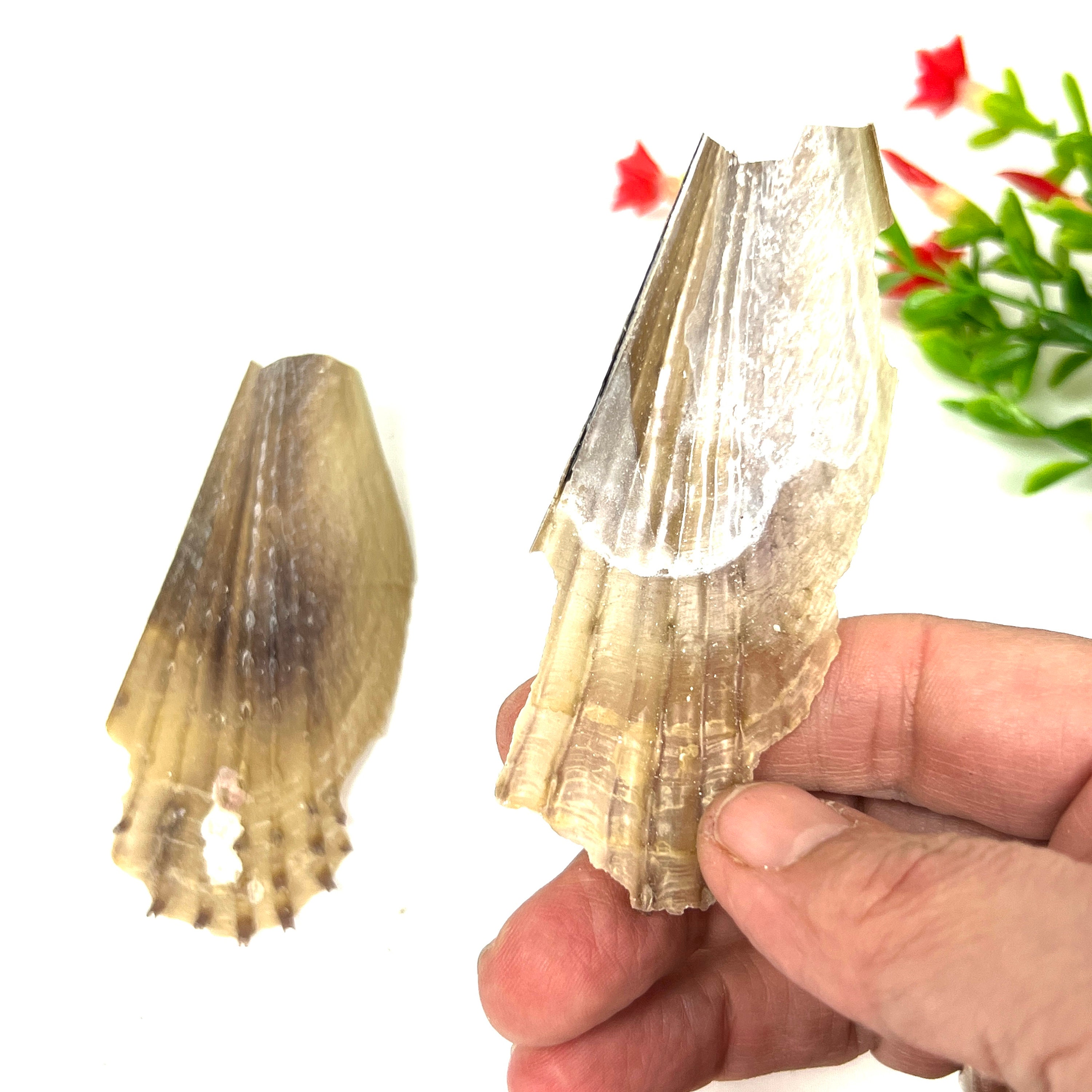 Vintage Fin-like Sea Shells: Coastal Decor Craft Shells - Etsy