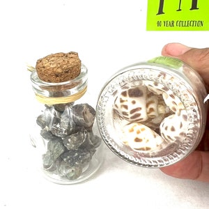 May include: Two glass jars with cork lids, one filled with small grey and green stones, the other with white and brown seashells. The jars are on a white surface. A green label with the text "MY 40 YEAR COLLECTION" is visible in the background.