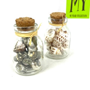 May include: Two glass jars with cork lids filled with seashells. The jars are on a white surface. The jar on the left contains small, dark brown seashells. The jar on the right contains larger, white and brown seashells.