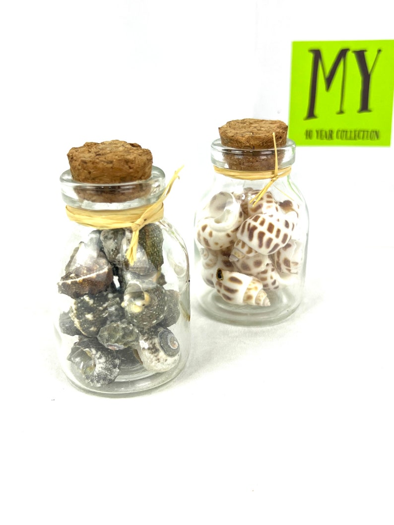 May include: Two glass jars with cork lids filled with seashells. The jars are on a white surface. The jar on the left contains small, dark brown seashells. The jar on the right contains larger, white and brown seashells.