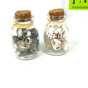 Vintage Pair of Seashell Decorative Jars - Coastal Beach Decor - Greenbrier - My40YearCollection image 3