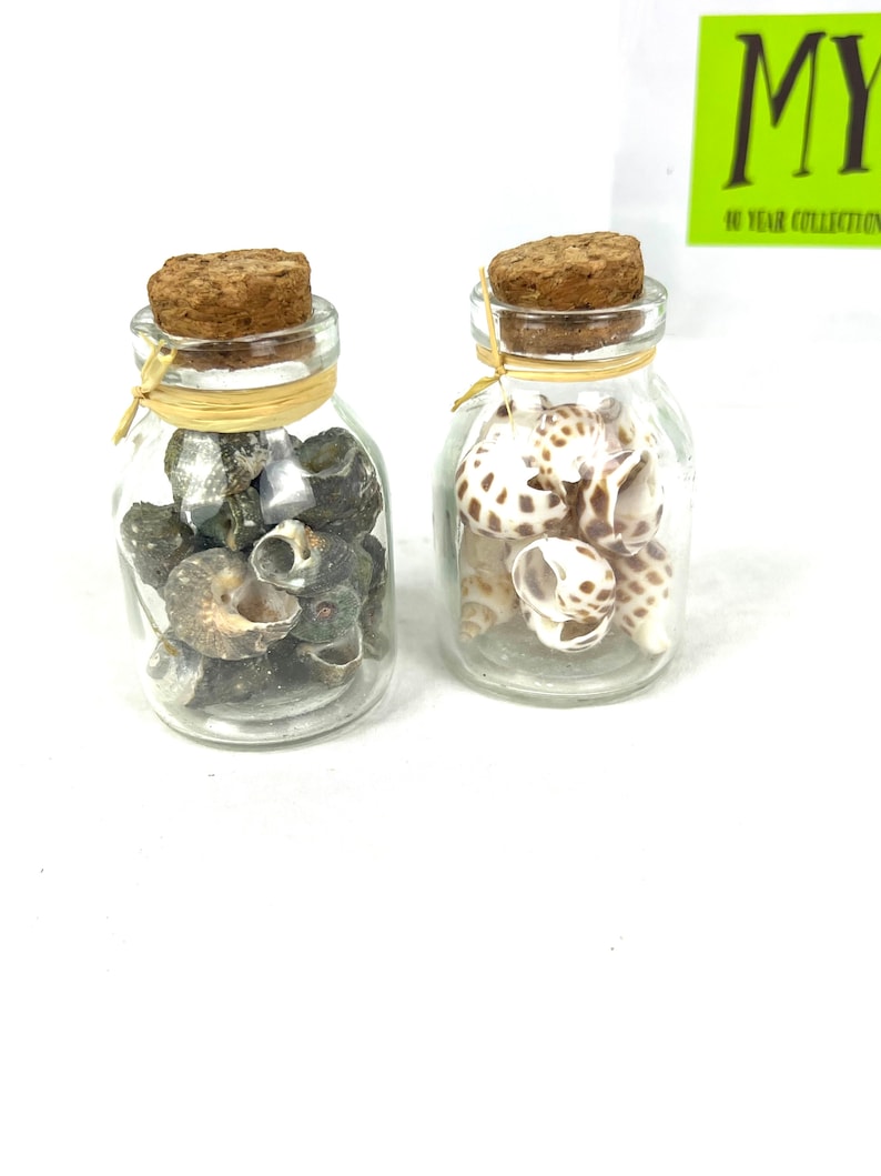 Vintage Pair of Seashell Decorative Jars - Coastal Beach Decor - Greenbrier - My40YearCollection image 3