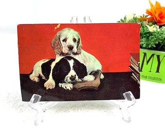 Vintage Cocker Spaniel Puppies Postcard: 1956 Chrome Card, 2 Cent Stamp
