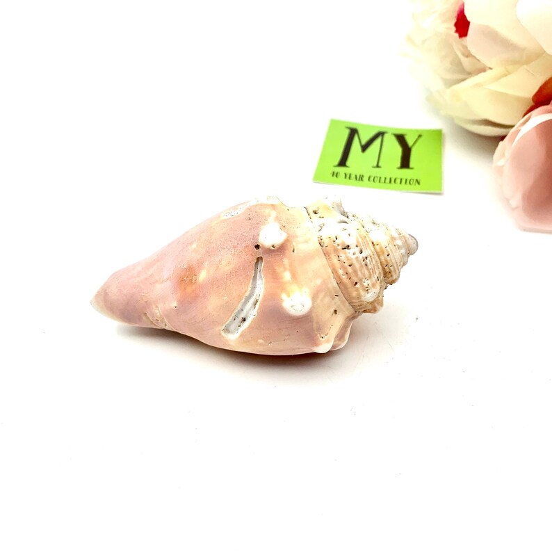Vintage Aged Crown Conch Shell Coastal Decor Shell for Craft - Etsy