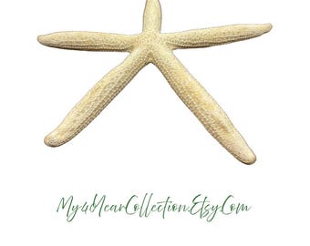 Vintage Finger Starfish: Natural Dried Sea Star, Coastal Decor (10 inch)