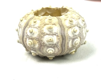 Vintage Sea Shell - Beige Brown Color Urchin - Coastal Beach Decor - My40YearCollection