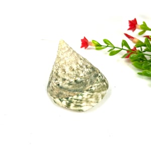 Może przedstawiać: Biała i zielona muszla z ostrym końcem. Muszla ma szorstką fakturę i spiralny wzór.