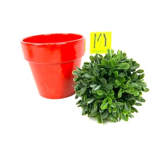 May include: A red ceramic planter with a small green artificial plant. The plant is shaped like a ball and has small, green leaves. The planter has a simple, rounded design. The text "MY" is on a yellow tag.