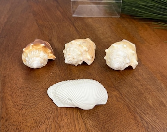 Natural Sea Shell Lot - Conch Shells Scallop Shell Beach Decor Craft Supply