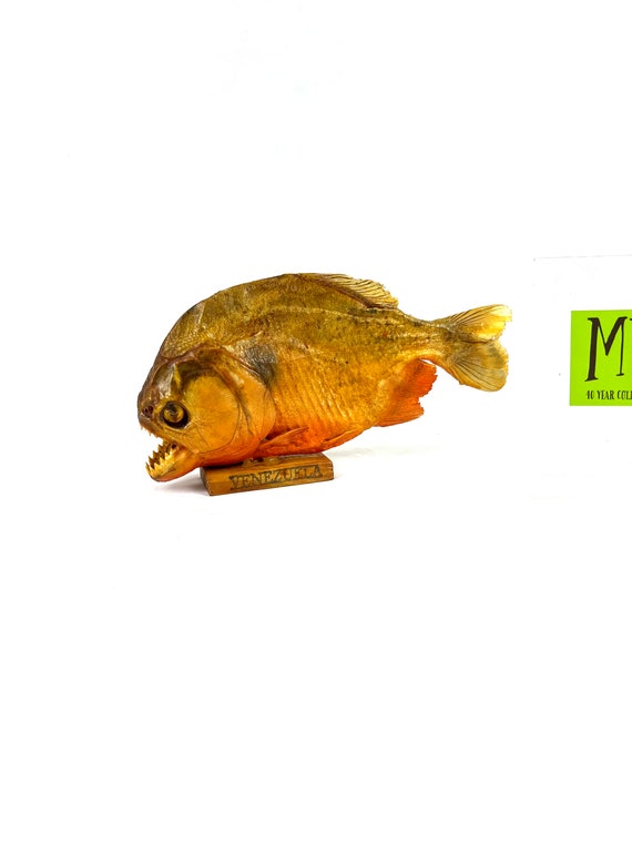 Vintage Piranha Taxidermy Mounted on Wood Base From