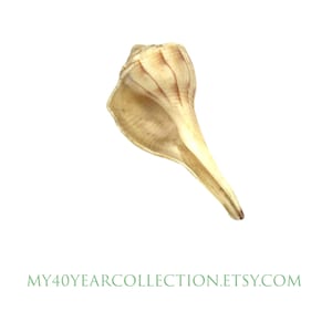May include: A large, cream-colored seashell with brown stripes. The shell is shaped like a trumpet with a long, pointed tip.