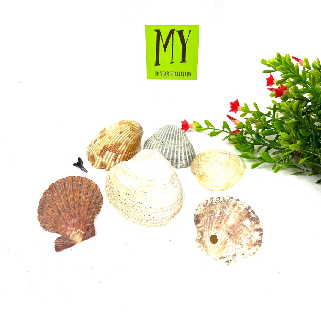 Atlantic Clam Shells (set of 6) - Coastal Decor, Craft Supplies - Etsy
