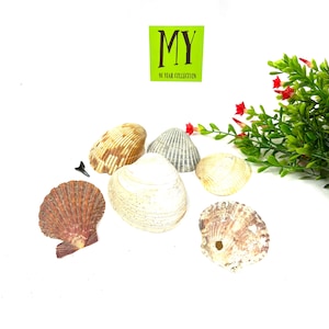 Large clam shells - Atlantic Clam shells for craft - Coastal decor - My40YearCollection