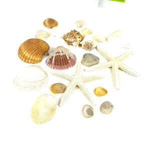 May include: A collection of seashells and starfish in various sizes and colors, including white, brown, and pink. The shells are arranged on a white background.