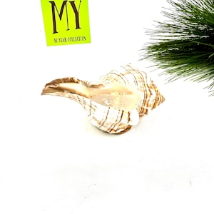 May include: A large, natural seashell with brown and white stripes. The shell is open, revealing a smooth interior. A green sticker with the text "MY 40 YEAR COLLECTION" is in the background.