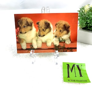 Vintage ansichtkaart ansichtkaart drie baby collies shelties jaren 70 gebruikt chroom My40YearCollection