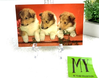 Vintage Three Baby Collies Shelties Postcard 1970's Used Chrome Postcard My40YearCollection