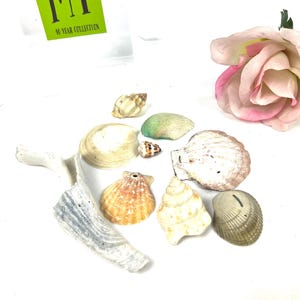 Vintage Shells - Lot of Variety Sea Shells - Bowl Filler - Home Decor - For Crafts - My40YearCollection
