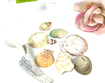 Vintage Shells - Lot of Variety Sea Shells - Bowl Filler - Home Decor - For Crafts - My40YearCollection