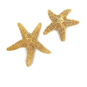 Vintage Genuine Pair of Small Starfish - Natural Dried Starfish - Sugar Starfish - Marine Life Sea Beach Coastal Decor - My40YearCollection