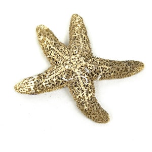 Vintage Small Dried Starfish: Natural Coastal Decor (2.5" x 2.75")