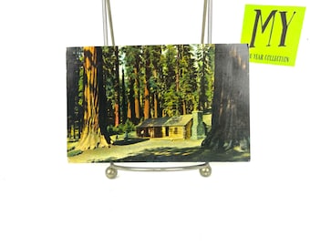 Vintage Yosemite Postcard: Mariposa Grove Big Trees, California