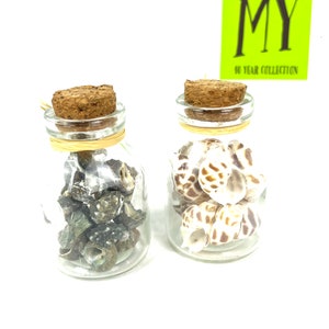 May include: Two small glass jars with cork lids filled with seashells. The jar on the left contains small, dark gray shells. The jar on the right contains larger, white and brown shells. The jars are labeled "MY 10 YEAR COLLECTION".