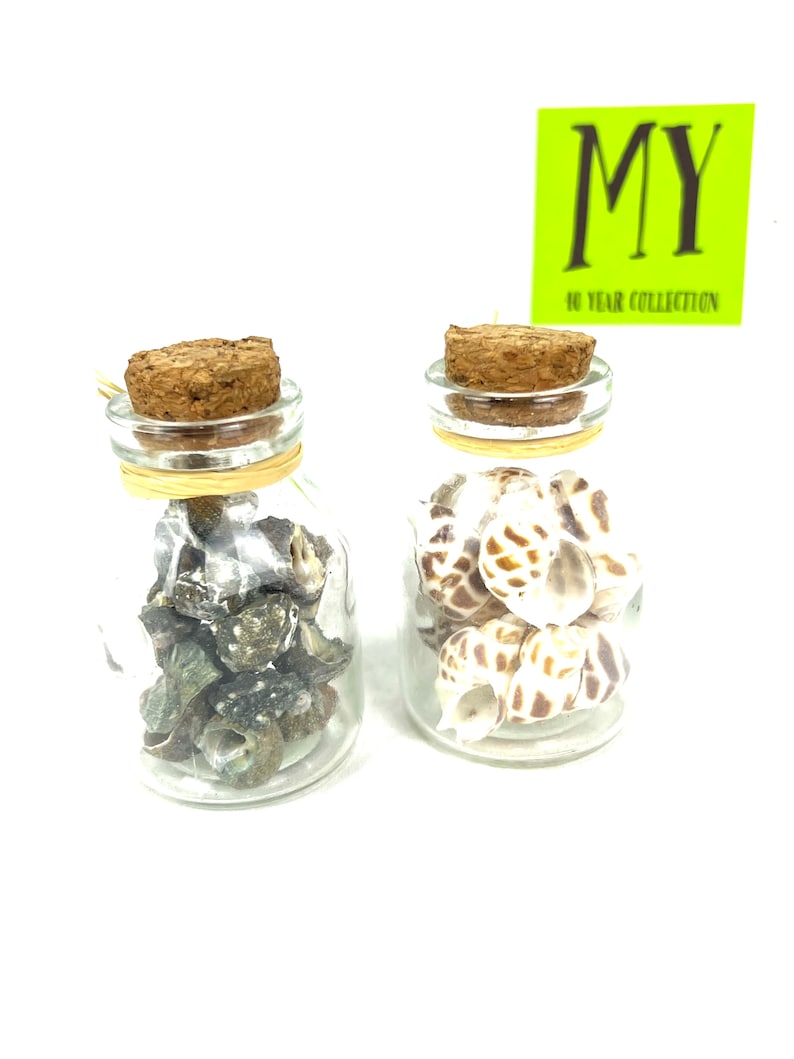 May include: Two small glass jars with cork lids filled with seashells. The jar on the left contains small, dark gray shells. The jar on the right contains larger, white and brown shells. The jars are labeled "MY 10 YEAR COLLECTION".